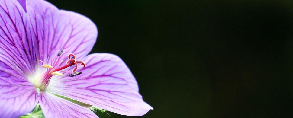 Free Image of Crane\'s-bill Flower 